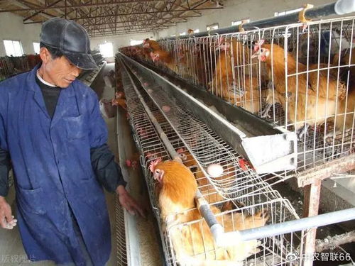 2022年畜牧養殖業的10大商機 養牛人的看法是否靠譜？